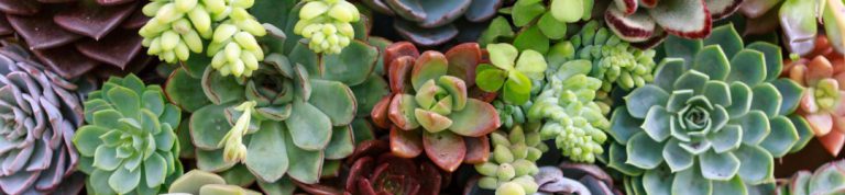 What Gardening teaches you about management!